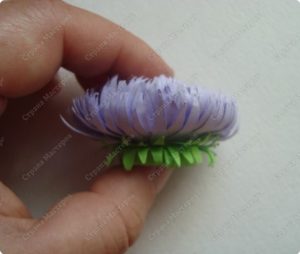 ASTERS QUILLING 16