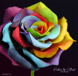rose of all colors 13