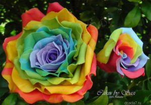 rose of all colors 14