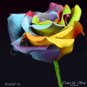 rose of all colors 16