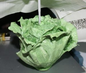 cabbage leaf organizer 2